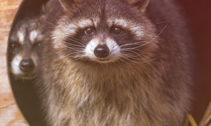 Angry Raccoon