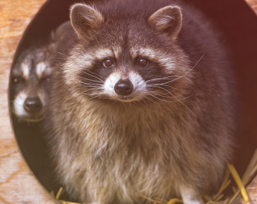 Angry Raccoon