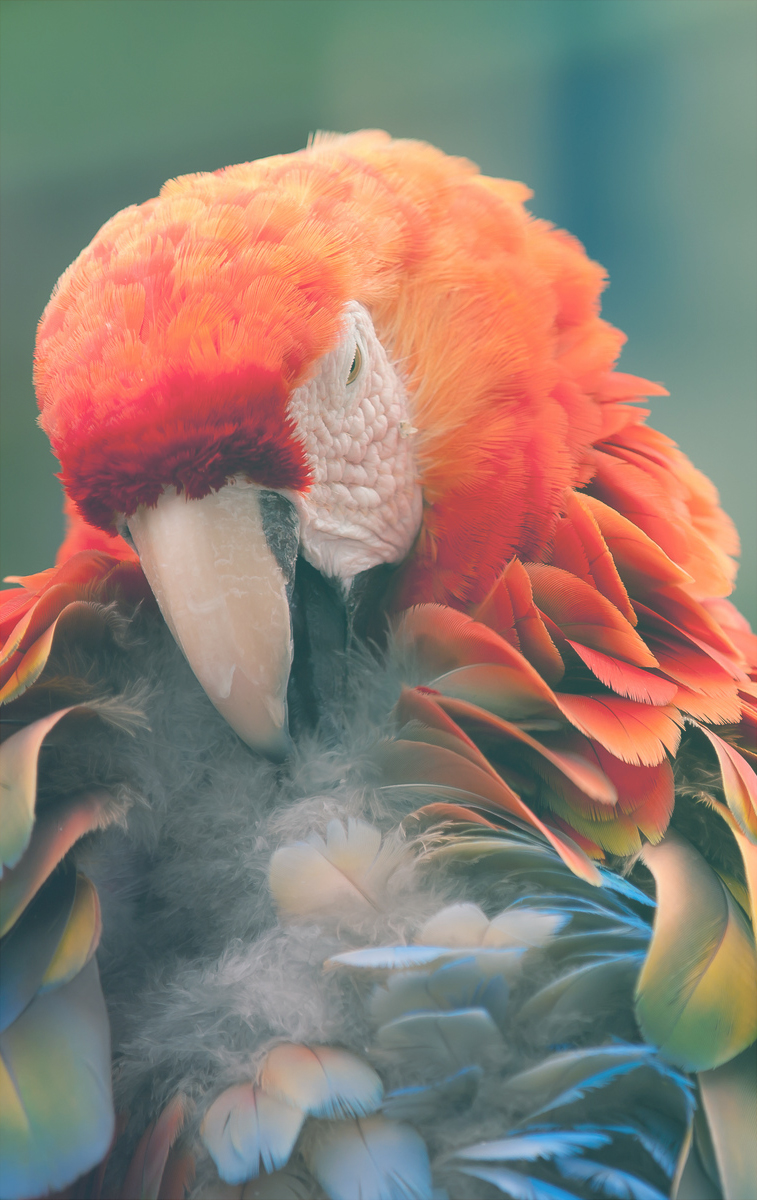 rainbow-parrot