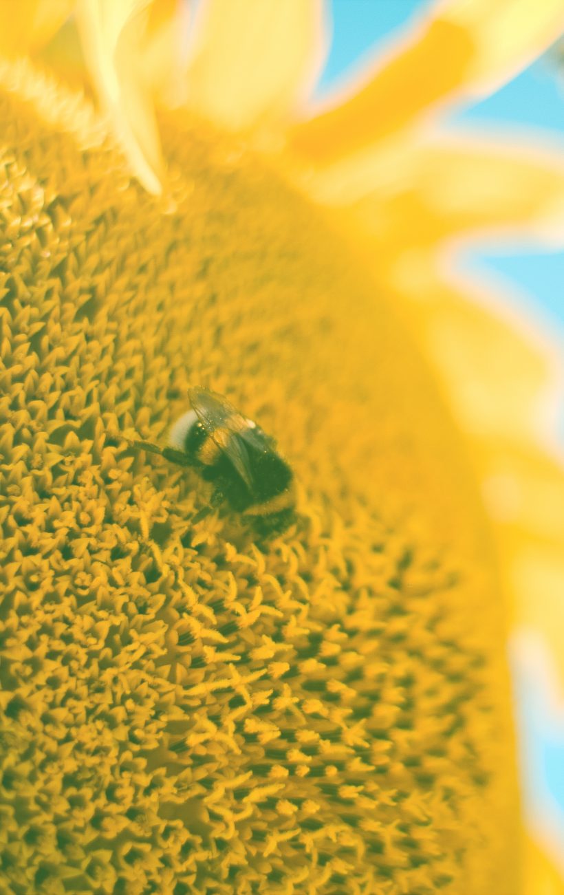 Bee & Sunflower